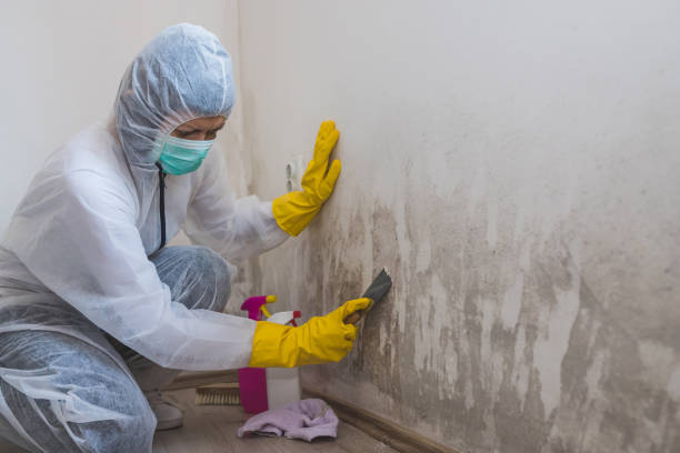 Best Black Mold Removal  in East Camden, AR