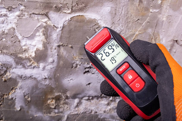 Best Professional Mold Removal  in East Camden, AR