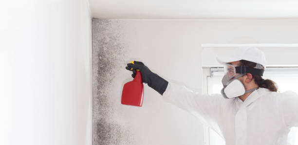 Best Local Mold Removal Service  in East Camden, AR