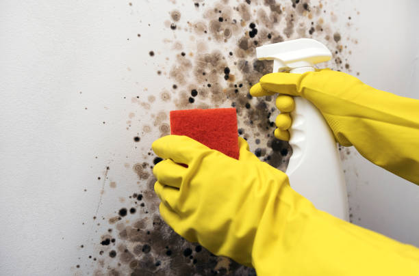 Best Attic Mold Removal  in East Camden, AR