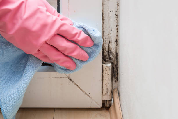 Best Crawl Space Mold Removal  in East Camden, AR