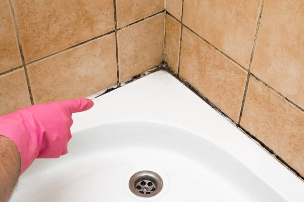 Best Mold Cleaning Services  in East Camden, AR